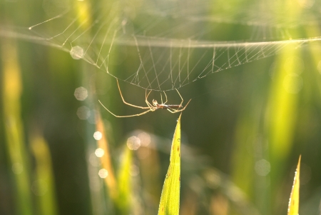 Closeup of beautiful long-jawed spider in rice fieldの写真素材