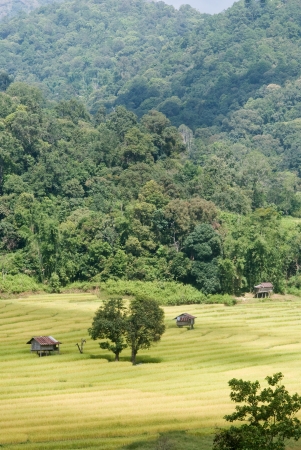 Golden rice field in Mae Klang Luang village in Chaingmai, Thailandの写真素材