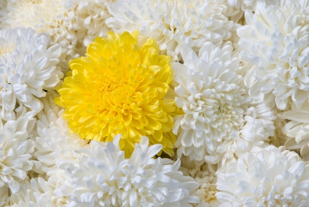Beautiful yellow and white Chrysanthemum flowersの写真素材