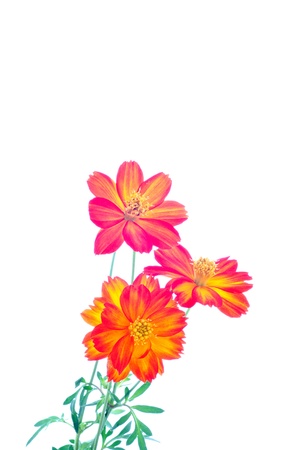 Cosmos sulphureus or yellow Cosmos flowers on white background
の写真素材