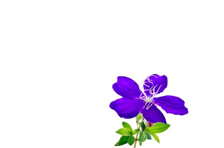 glory bushes flower or glory tree on white background
の写真素材