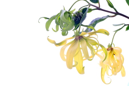 Dwarf Ylang-Ylang flower on white background
の写真素材
