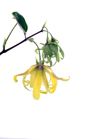 Dwarf Ylang-Ylang flower on white background
の写真素材