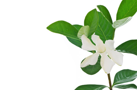 White Gardenia flower or Cape Jasmine (Gardenia jasminoides) on white background
の写真素材