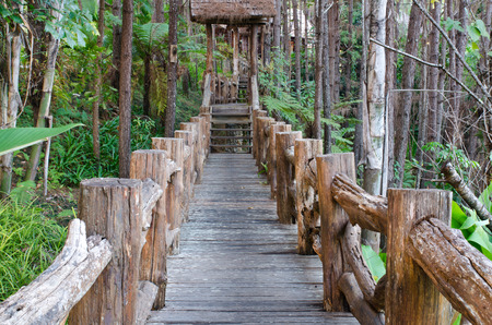 wooden pathway in forest conservative zoneの写真素材