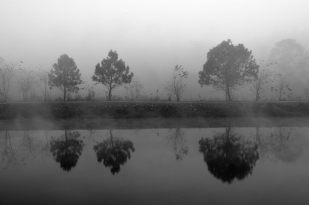 Reflection of tree in mistryの写真素材