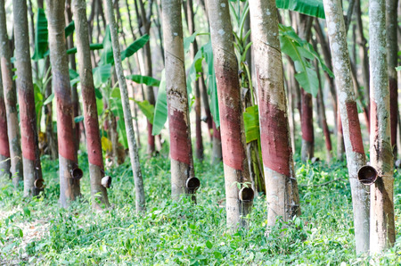 Row of Para rubber tree plantation in Thailandの写真素材