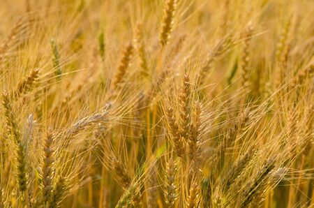 close up of beautiful barley field, plantation in northern of Thailand wait for harvest, low depth of fieldの写真素材