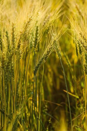 close up of beautiful barley field, plantation in northern of Thailand wait for harvest, low depth of fieldの写真素材