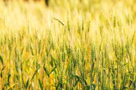 close up of beautiful barley field, plantation in northern of Thailand wait for harvest, low depth...