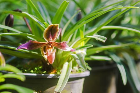 Beautiful  Paphiopedeilum or Lady slipper orchidの写真素材