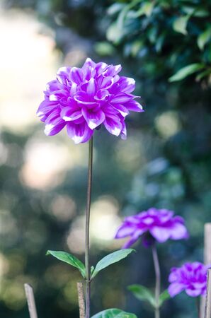 Dahlia Flower blooming in gardenの写真素材