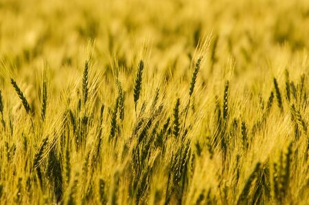 close up of beautiful barley field, plantation in northern of Thailand wait for harvest, low depth...