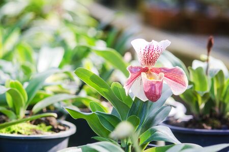 Beautiful  Paphiopedeilum or Lady slipper orchidの写真素材