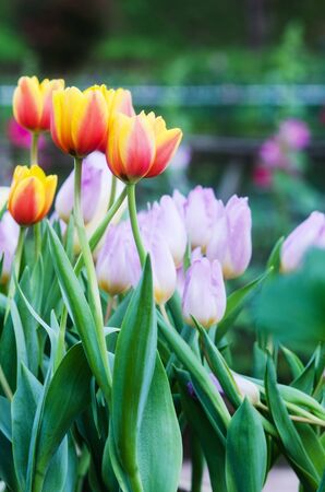 Yellow Tulip flowers bloomingの写真素材