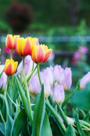 Yellow Tulip flowers bloomingの写真素材
