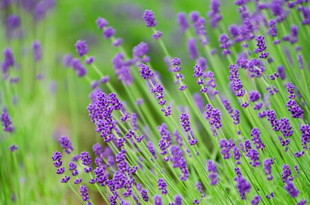 Colorful lavender blooming  in Furano, Hokkaidoの写真素材