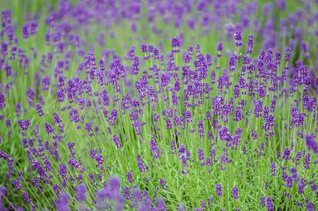 Colorful lavender blooming  in Furano, Hokkaidoの写真素材