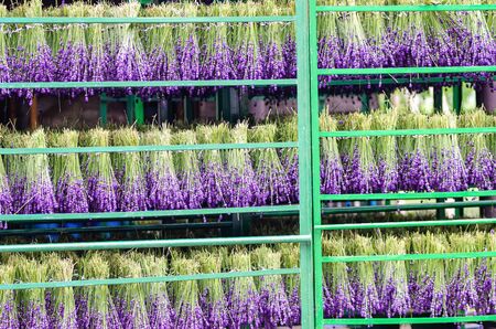 Lavender flower harvest in Furano, Hokkaidoの写真素材