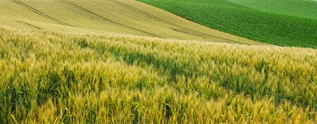 Pattern of barley field in Furano, Hokkaidoの写真素材