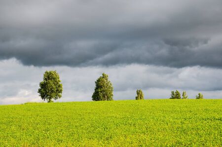 Parents and child tree at Mild seven hill in Biei, Hokkaidoの写真素材
