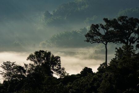 Beautiful Mystic mist valley at Phu Langka , Thailandの写真素材