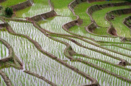 Amazing views of Pa Bong Piang rice terraces in Chiangmai, Thailandの写真素材