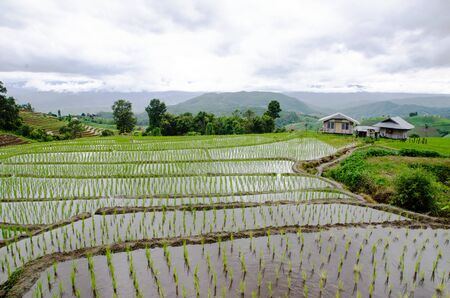 Amazing views of Pa Bong Piang rice terraces in Chiangmai, Thailandの写真素材