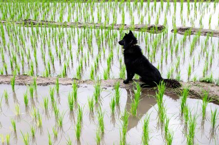 Dog waitng in rice paddy fieldの写真素材