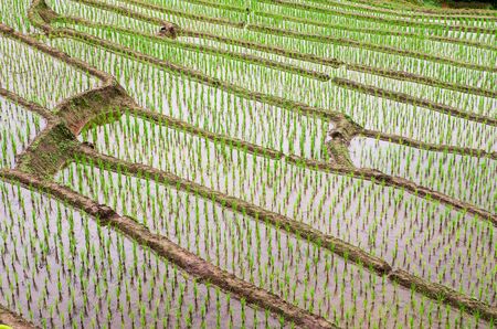 Amazing views of Pa Bong Piang rice terraces in Chiangmai, Thailandの写真素材