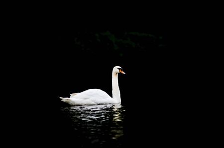 Lonely white swan on black background (Cygnus atratus)
の写真素材