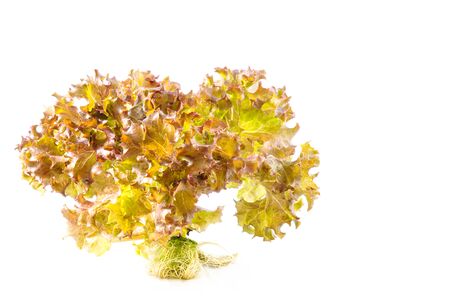 Red lettuce on white background
の写真素材