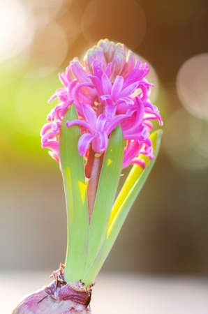 Beautiful purple Hyacinth flower pot over sunrise with flare and bokeh, sign of prudence, constancy, desire of heaven and peace of mindの写真素材
