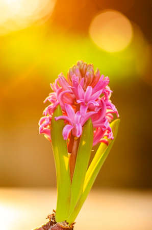 Beautiful purple Hyacinth flower pot over sunrise with flare and bokeh, sign of prudence, constancy, desire of heaven and peace of mindの写真素材