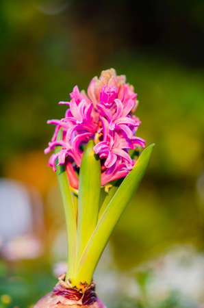 Beautiful purple Hyacinth flower pot over sunrise with flare and bokeh, sign of prudence, constancy, desire of heaven and peace of mindの写真素材