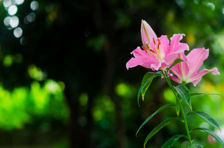 Closeup beautiful Pink Lily  flower blooming in gardenの写真素材