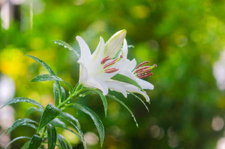 Closeup beautiful Pink Lily  flower blooming in gardenの写真素材