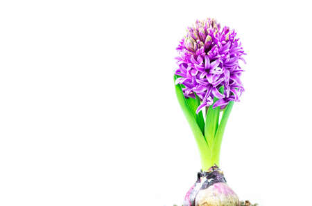 Beautiful Hyacinth flower pot on white background, sign of prudence, constancy, desire of heaven and peace of mindの写真素材