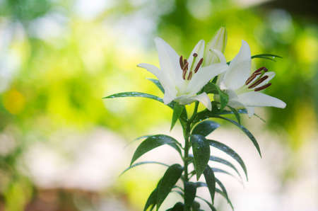 Closeup beautiful Pink Lily  flower blooming in garden