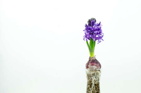 Beautiful Hyacinth flower pot on white background, sign of prudence, constancy, desire of heaven and peace of mindの写真素材