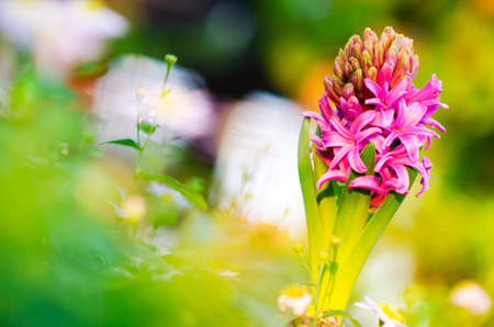 Beautiful purple Hyacinth flower pot, sign of prudence, constancy, desire of heaven and peace of mindの写真素材
