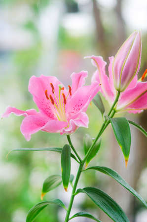 Closeup beautiful Pink Lily  flower blooming in gardenの写真素材