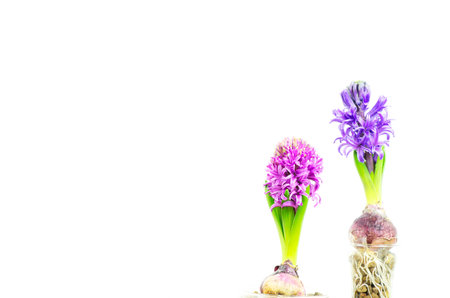 Beautiful Hyacinth flower pot on white background, sign of prudence, constancy, desire of heaven and peace of mindの写真素材