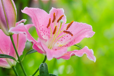Closeup beautiful Pink Lily  flower blooming in gardenの写真素材