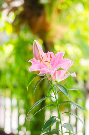 Closeup beautiful Pink Lily  flower blooming in gardenの写真素材