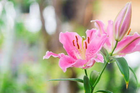 Closeup beautiful Pink Lily  flower blooming in gardenの写真素材