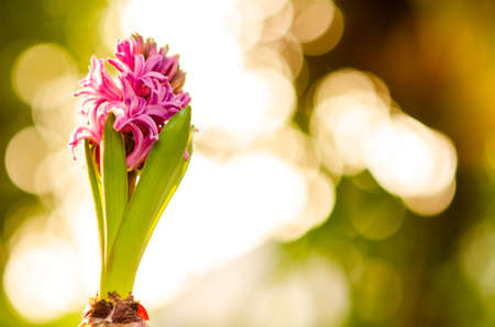 Beautiful purple Hyacinth flower pot over sunrise with flare and bokeh, sign of prudence, constancy, desire of heaven and peace of mindの写真素材