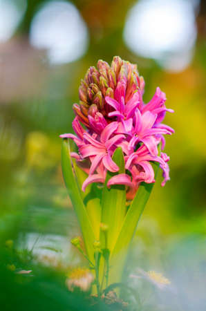 Beautiful purple Hyacinth flower pot over sunrise with flare and bokeh, sign of prudence, constancy, desire of heaven and peace of mindの写真素材