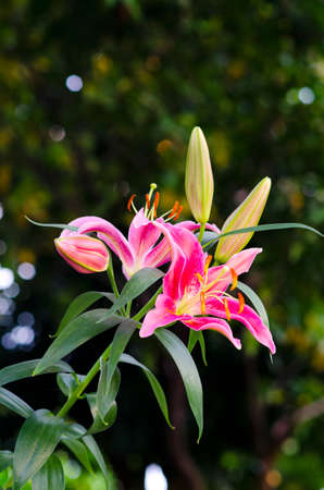 Closeup beautiful Pink Lily  flower blooming in gardenの写真素材