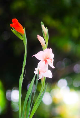 Closeup beautiful Gladiolus  flower blooming in gardenの写真素材
